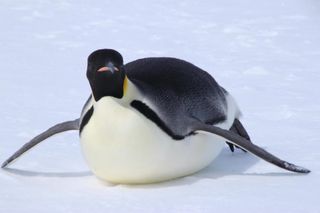 An emperor penguin goes tobogganing in Antarctica.