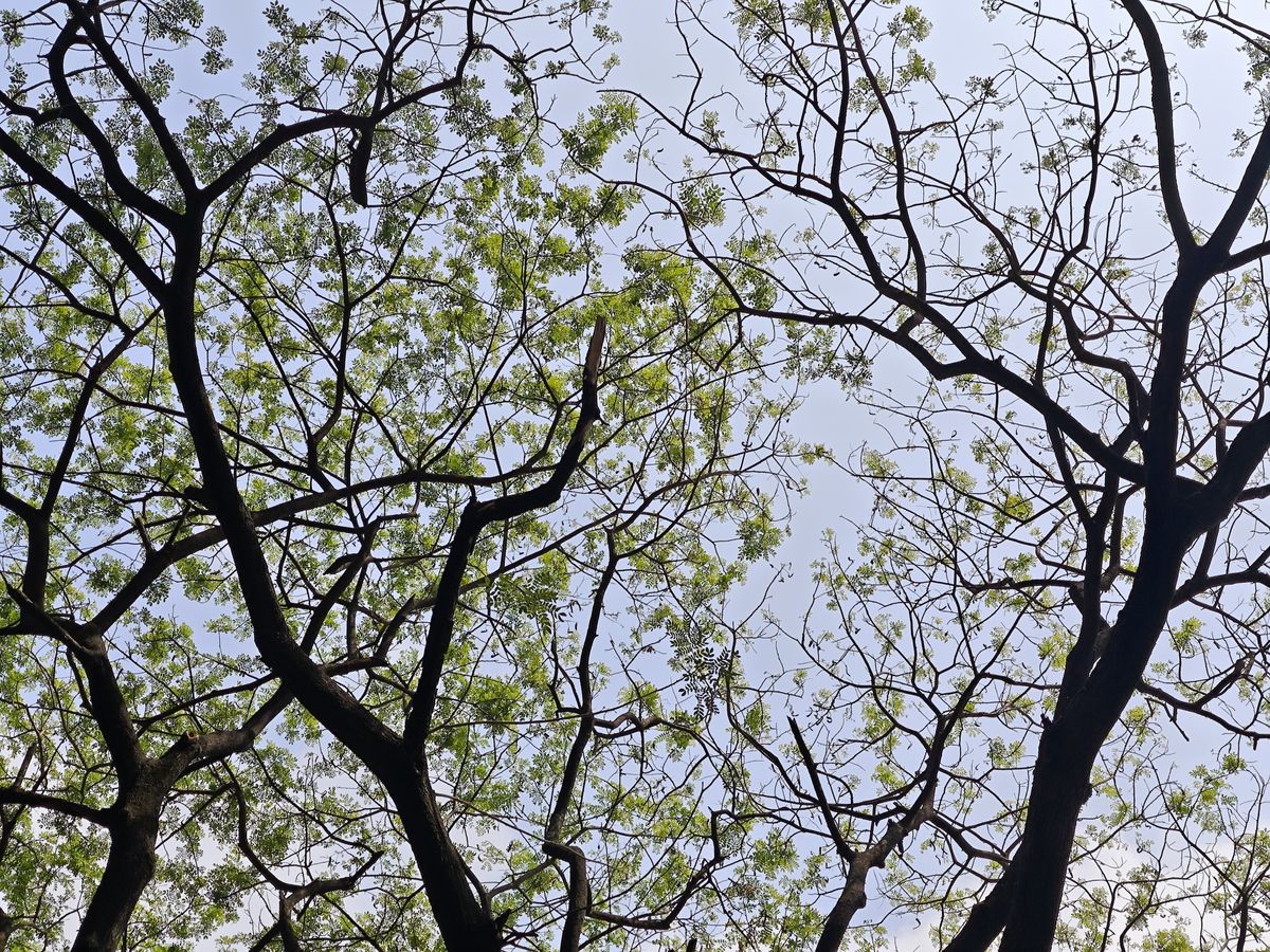Xiaomi 14 camera shots