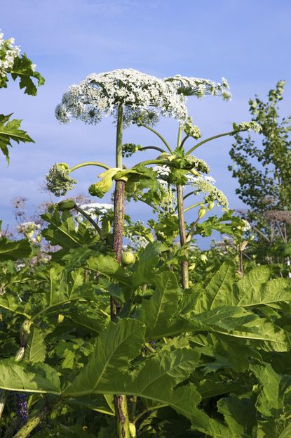 Tall White Flowered Cow Parsnip Plants