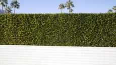 A privet hedge growing above a white wall on a sunny day