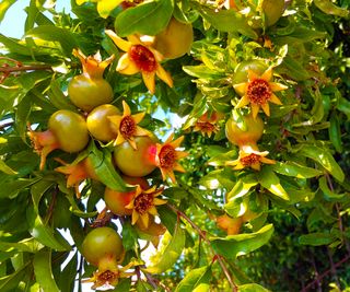 pomegranates unripe green fruits developing on shrubs in summer