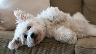 Dog on couch