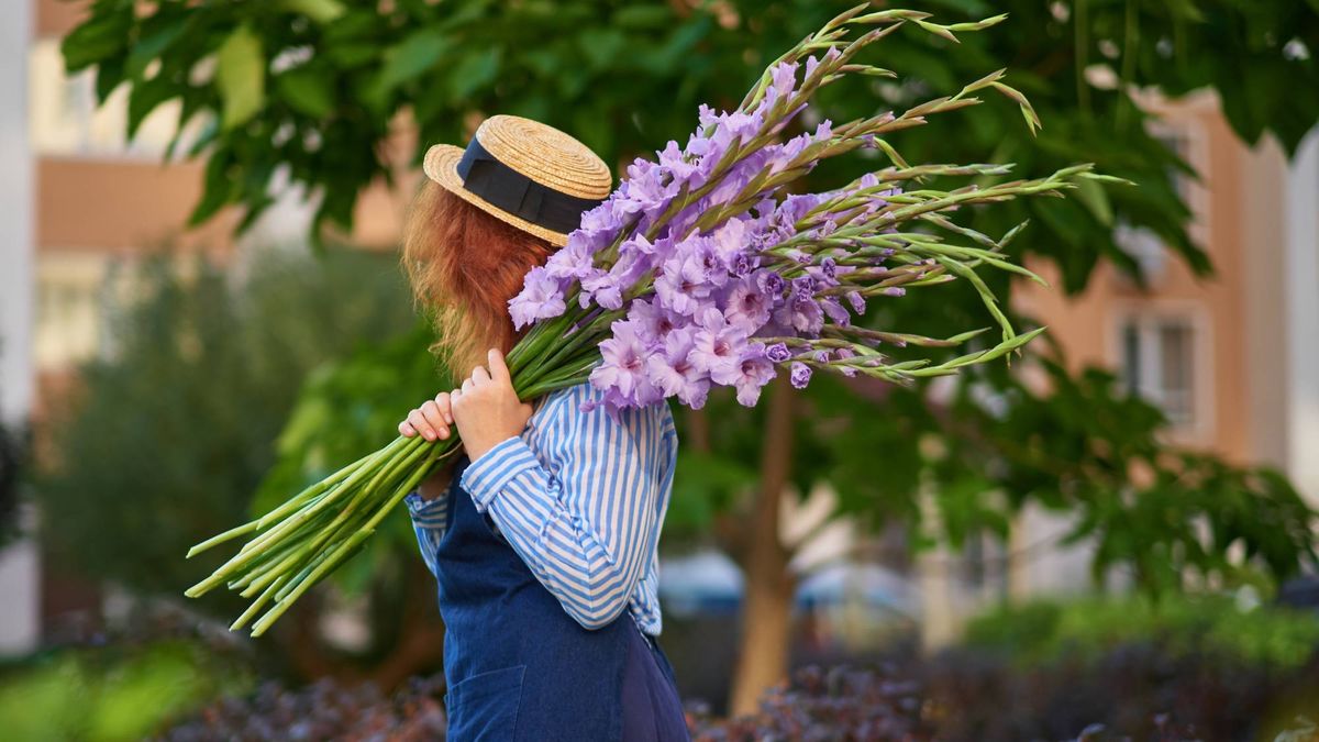 Care of Gladiolus Flowers Made Easy: A Complete Guide to Growing These Striking Summer Blooms