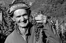 Terre-del-barolo-manwithgrapes.jpg