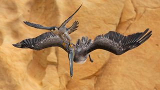 a falcon attacking a pelican midflight against some clifs