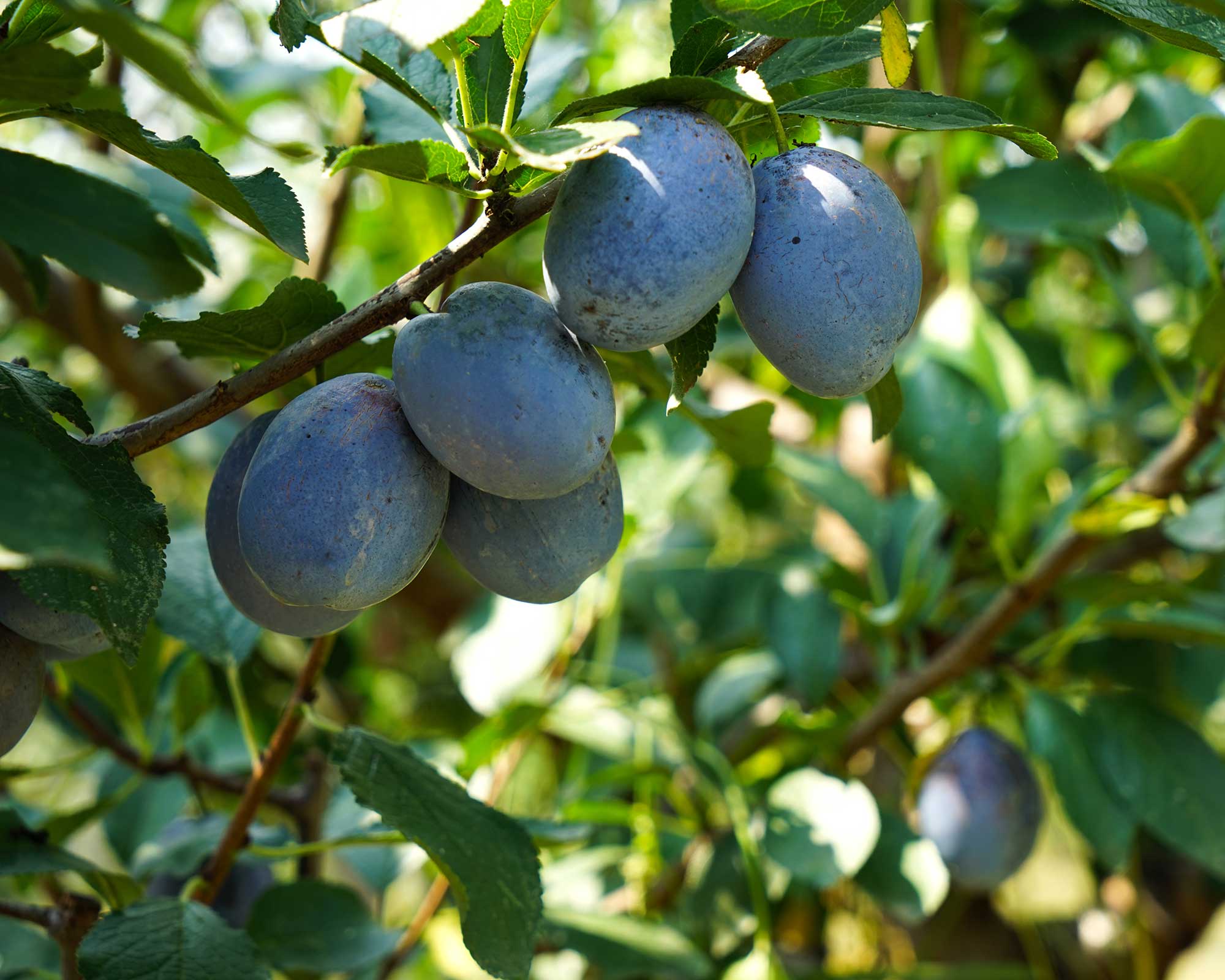 How to prune a plum tree: easy steps to keep cordon, bush or pyramid ...