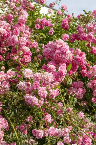 A close-up of pink climbing roses