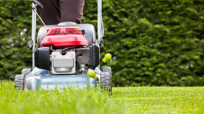 person mowing a lawn