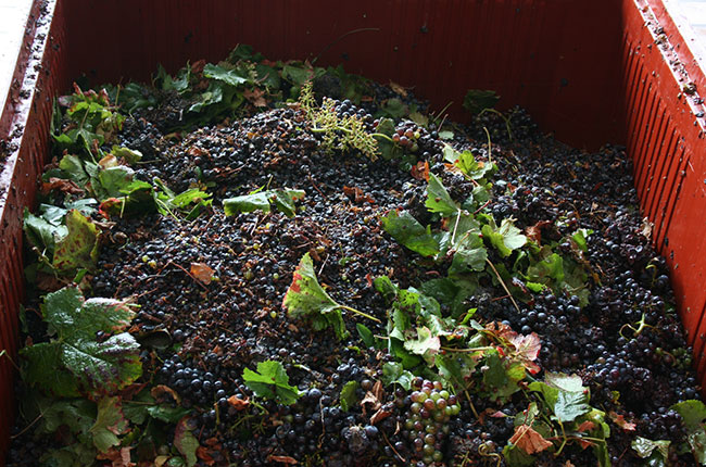 Jefford reject bin at Jadot, Burgundy