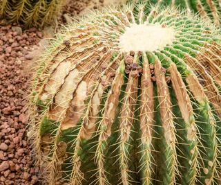 cactus with rust fungal disease