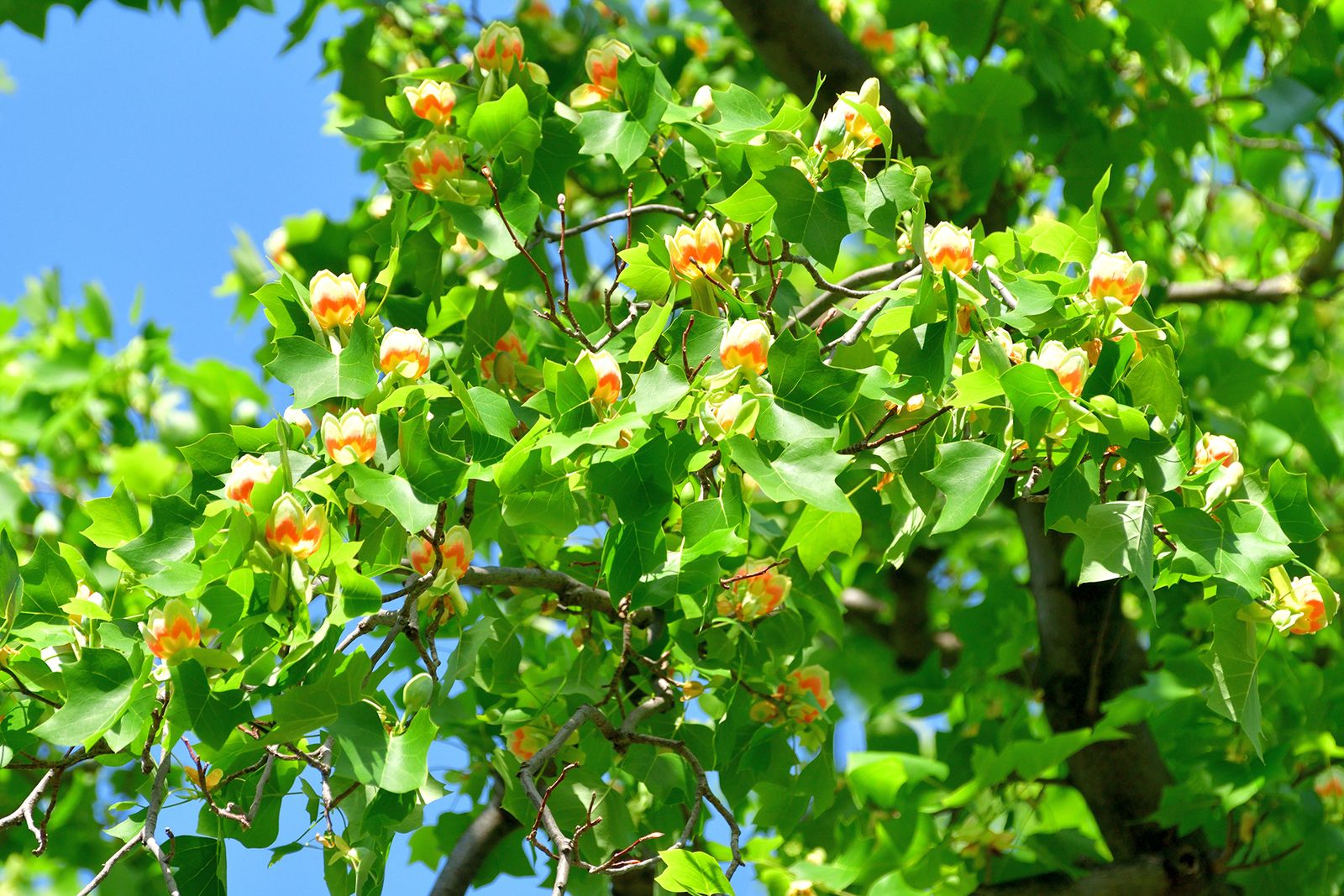 Best trees for shade including fastgrowing varieties Homes & Gardens