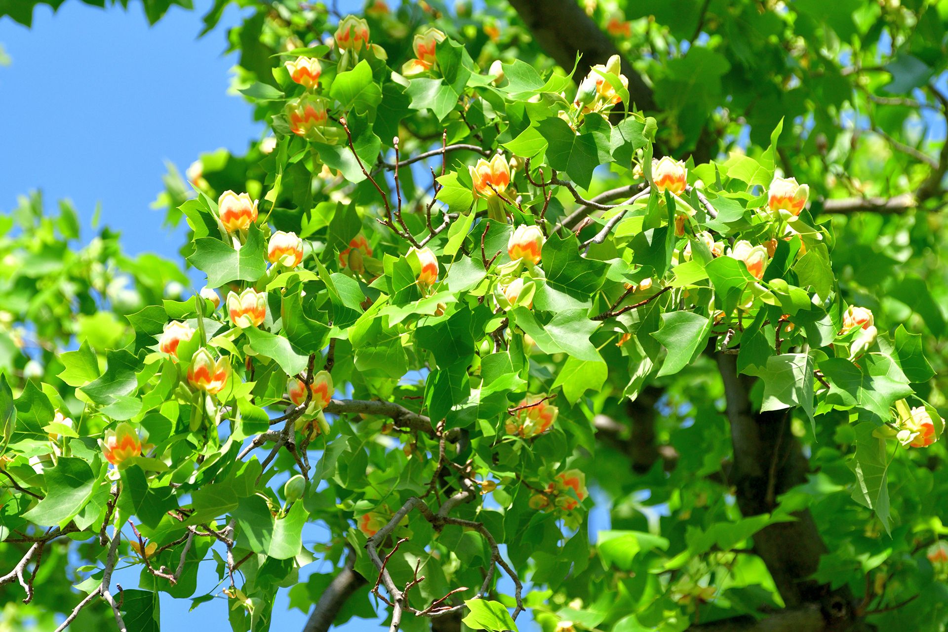 Best trees for shade including fastgrowing varieties Homes & Gardens