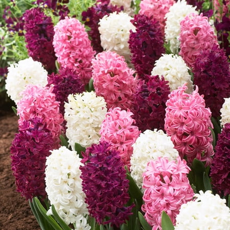 Breck's Royal Hyacinth Mixture Plant Bulbs (25 Count), Vibrant Purple, Pink, and White Blooms