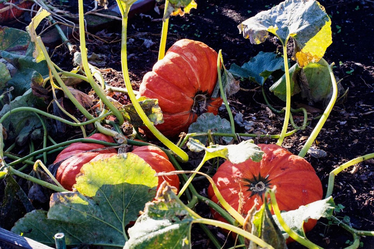 Pumpkins In A Garden