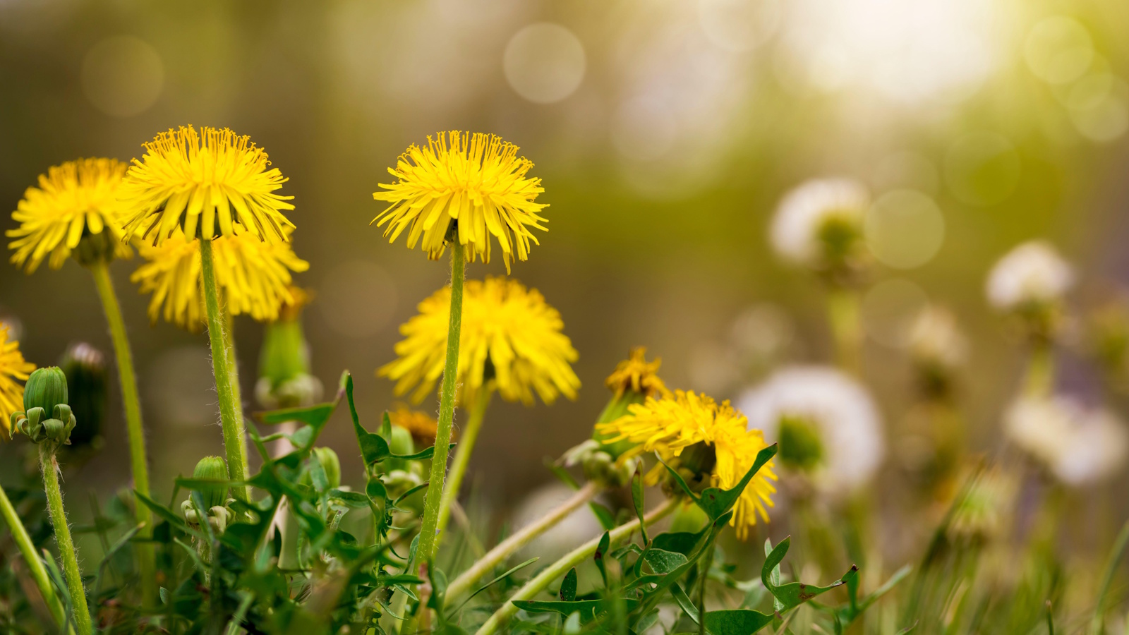 Why you should leave dandelions in your yard