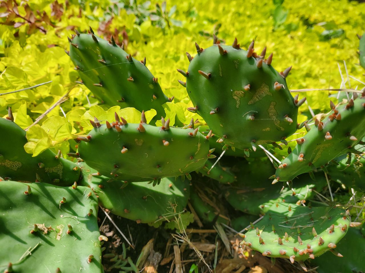 Samsung Galaxy Z Flip 5G camera samples
