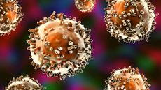 illustration of b cells