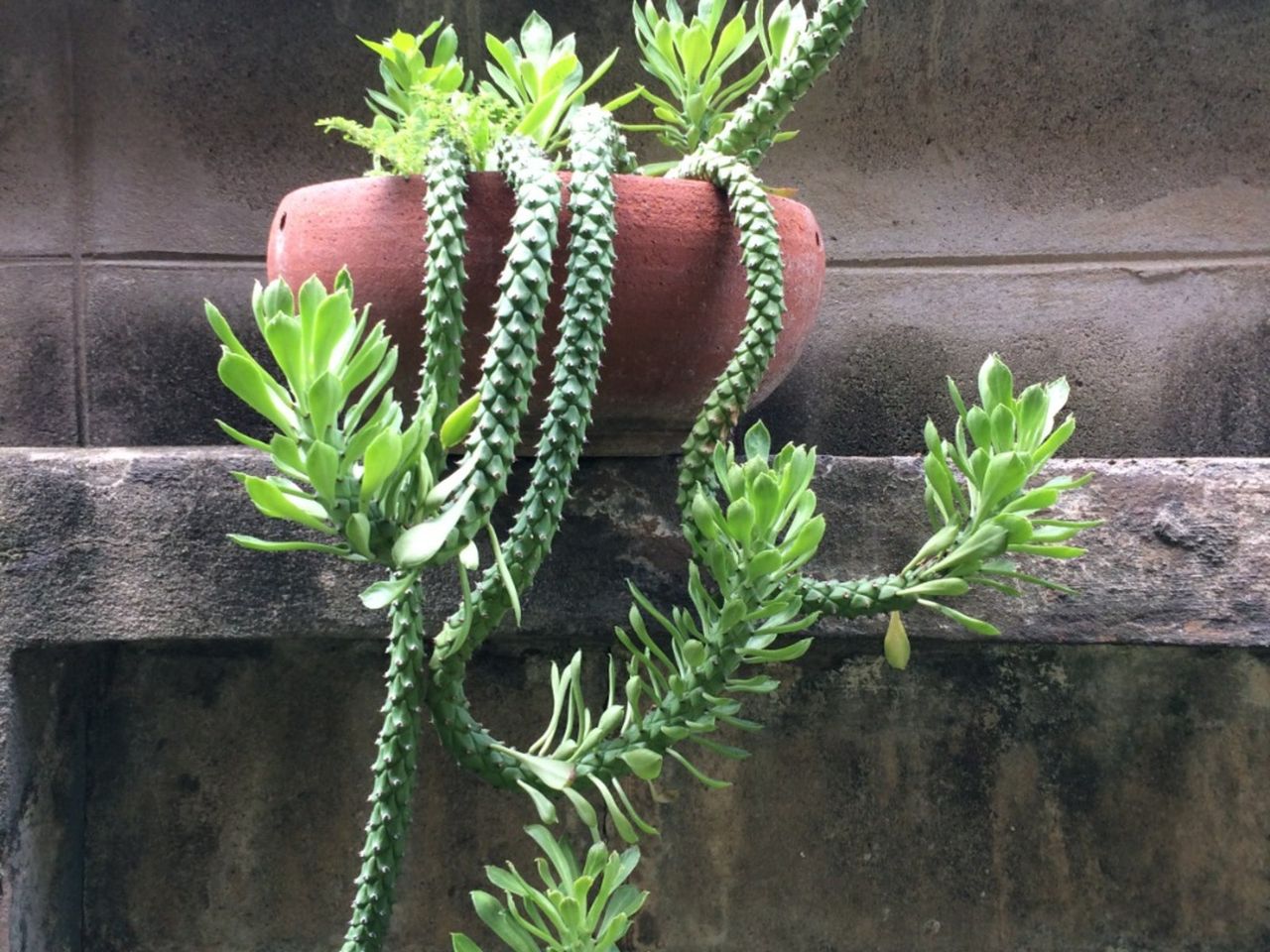 A Potted Rat Tail Cactus