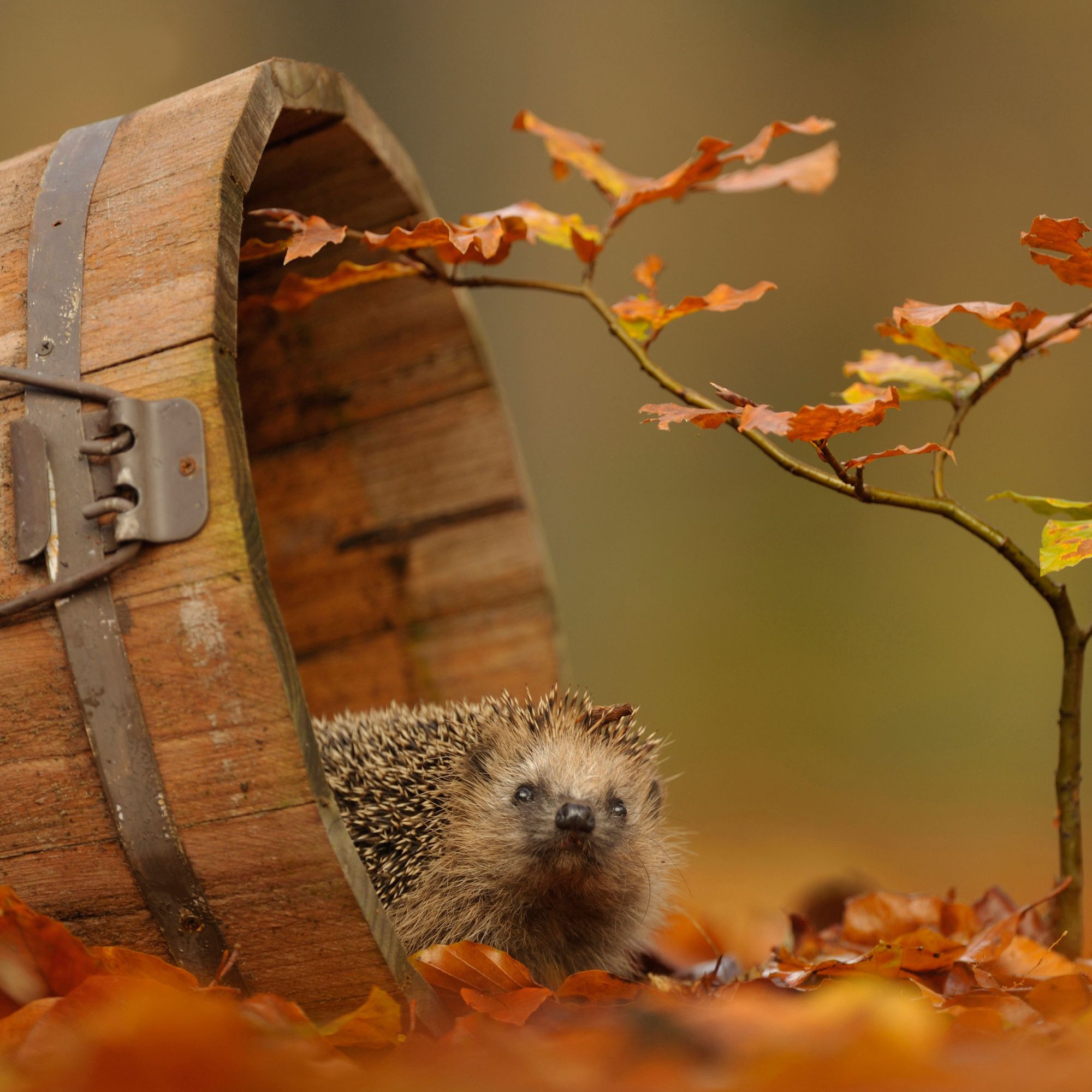 autumn garden with hedgehog and wooden pot