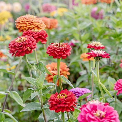 zinnia flowers in garden