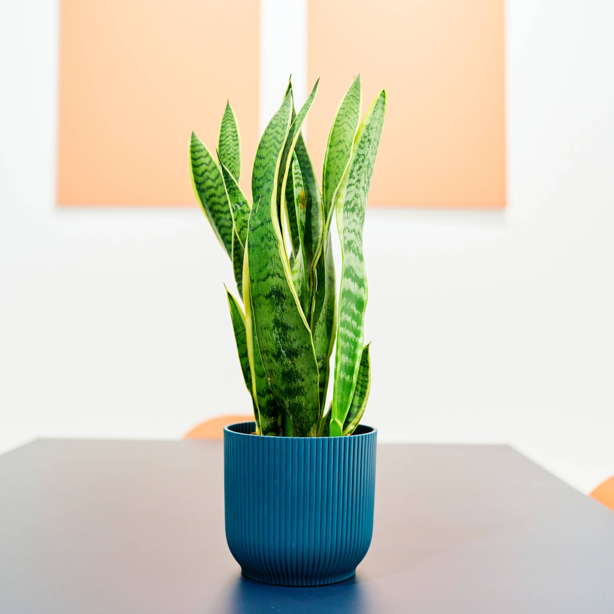 A potted snake plant on a table