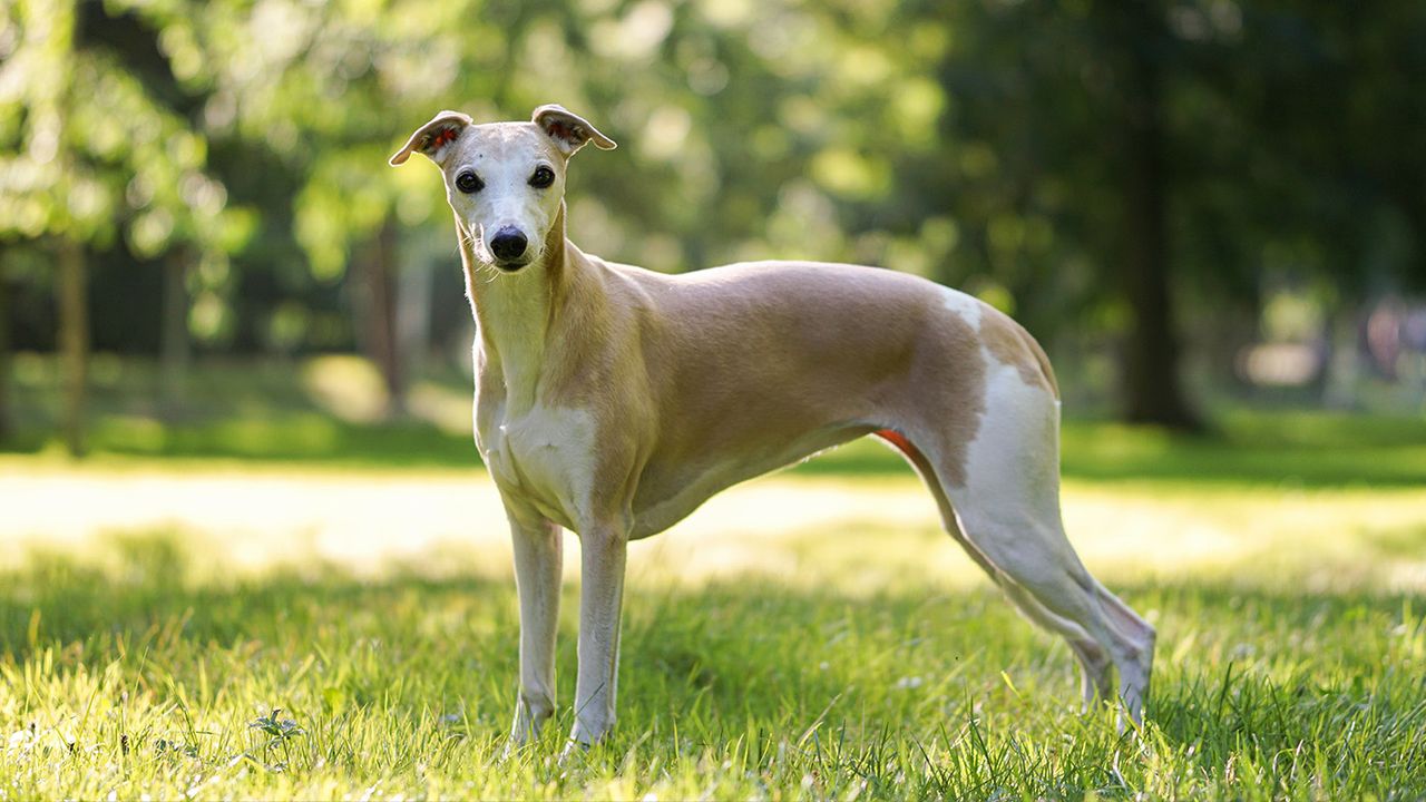 Whippet standing side on