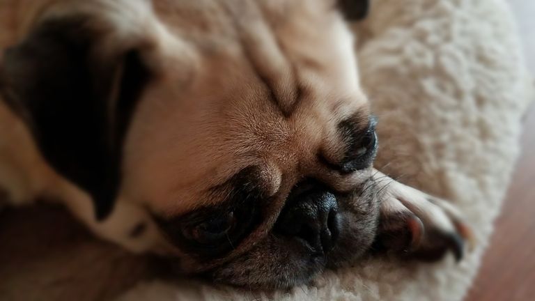 closeup of a pug in a dog bed