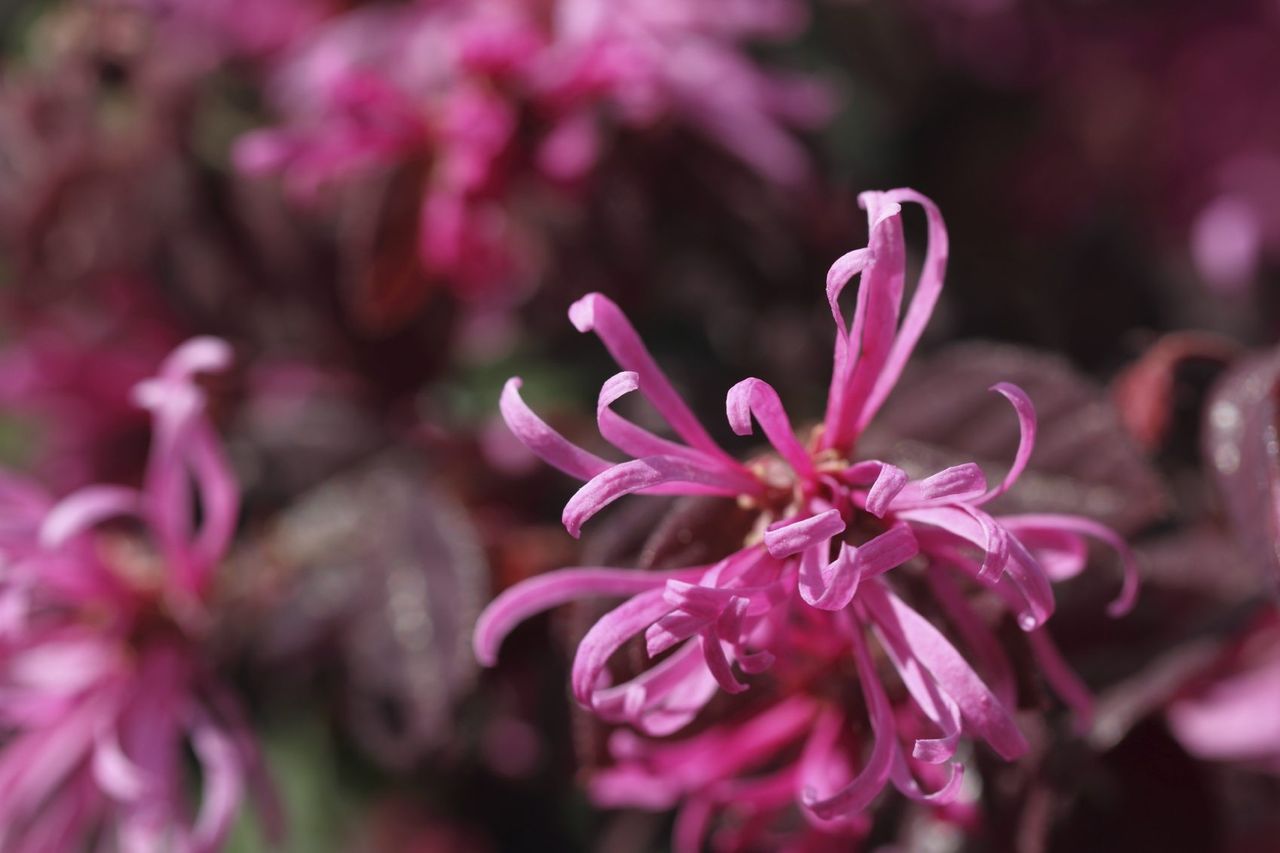 Pink Loropetalum Plant