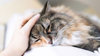 A log-haired cat lying down and being stroked