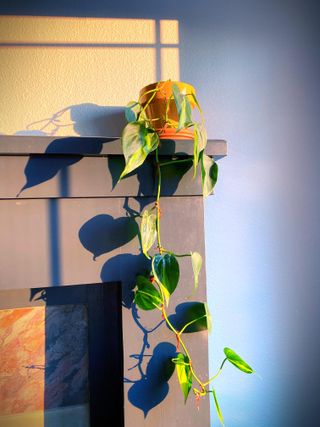A green philodendron on a mantelpiece with trailing vines