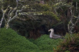 A northern giant petrel sits on its nest at the edge of a rātā tree forest on Enderby Island, New Zealand