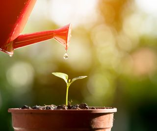 watering a seedling in a pot