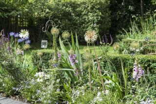 flower bed with foxgloves, alliums and cosmos