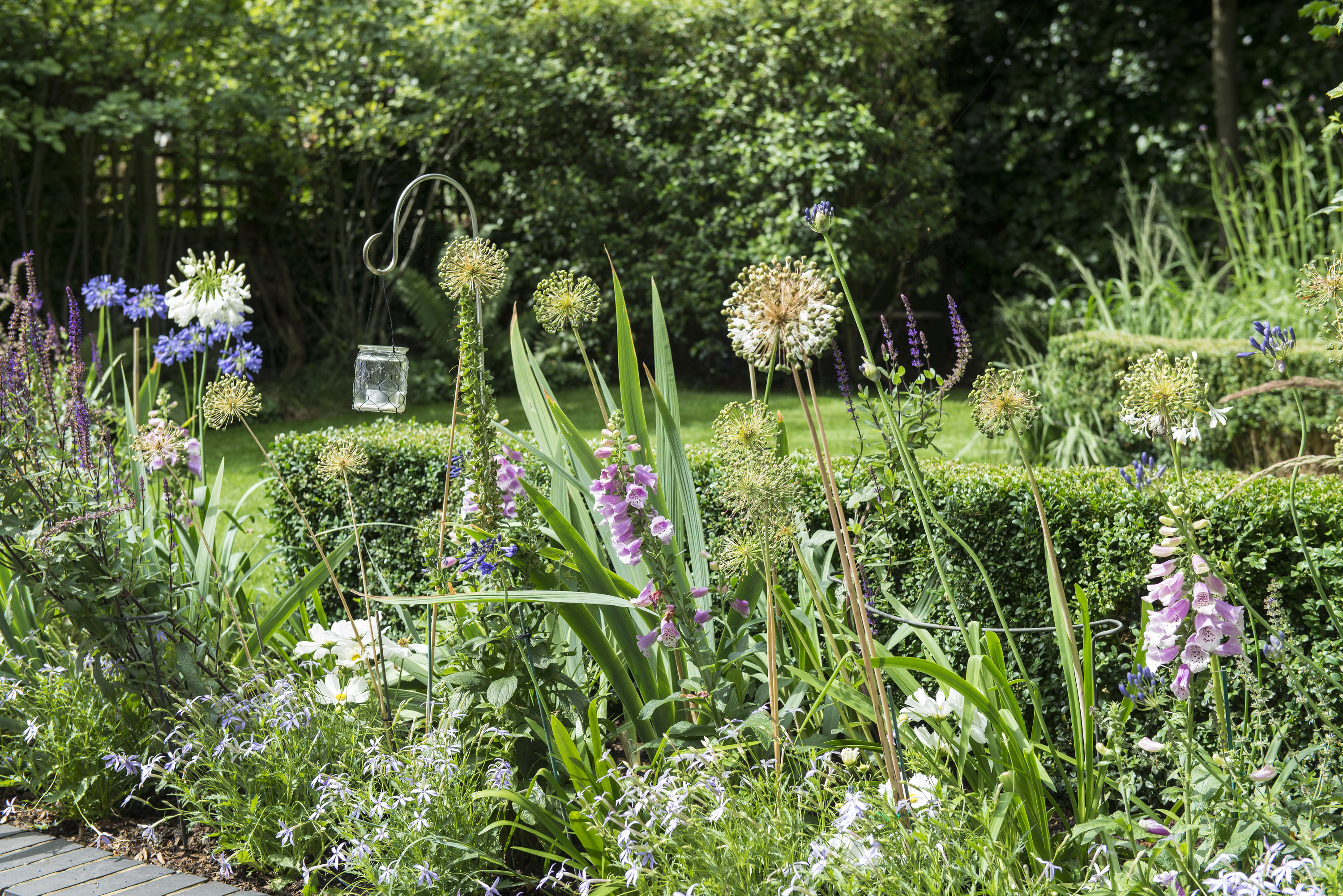 flowerbed with foxgloves, salvia and cosmos