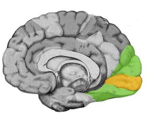 A diagram of the brain with the visual cortex highlighted