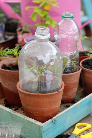 Seedlings protected by a recycled plastic bottles cut down to serve as a cloche while allowing ventilation