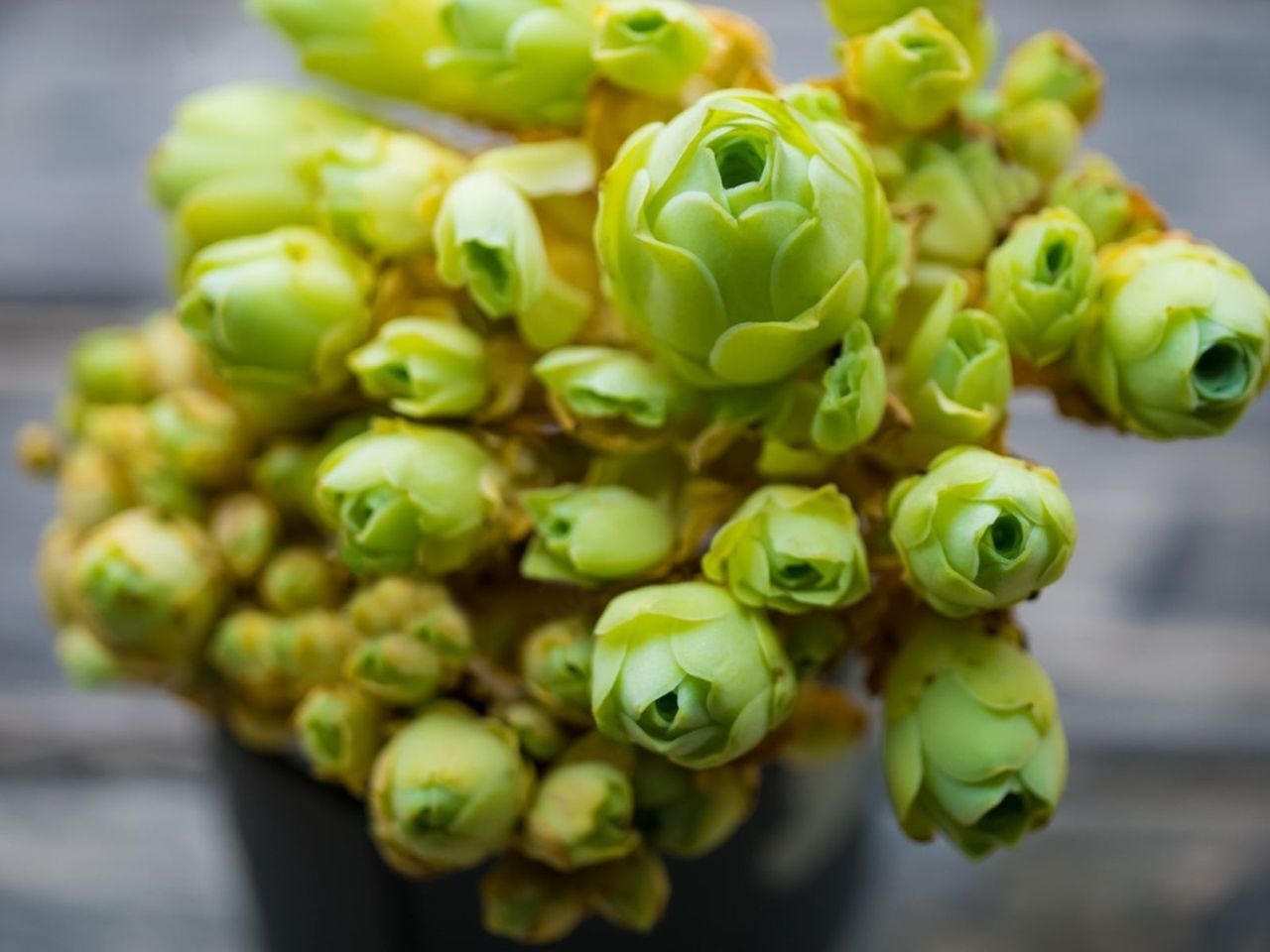 Rose-Shaped Greenovia Dodrentalis Succulents