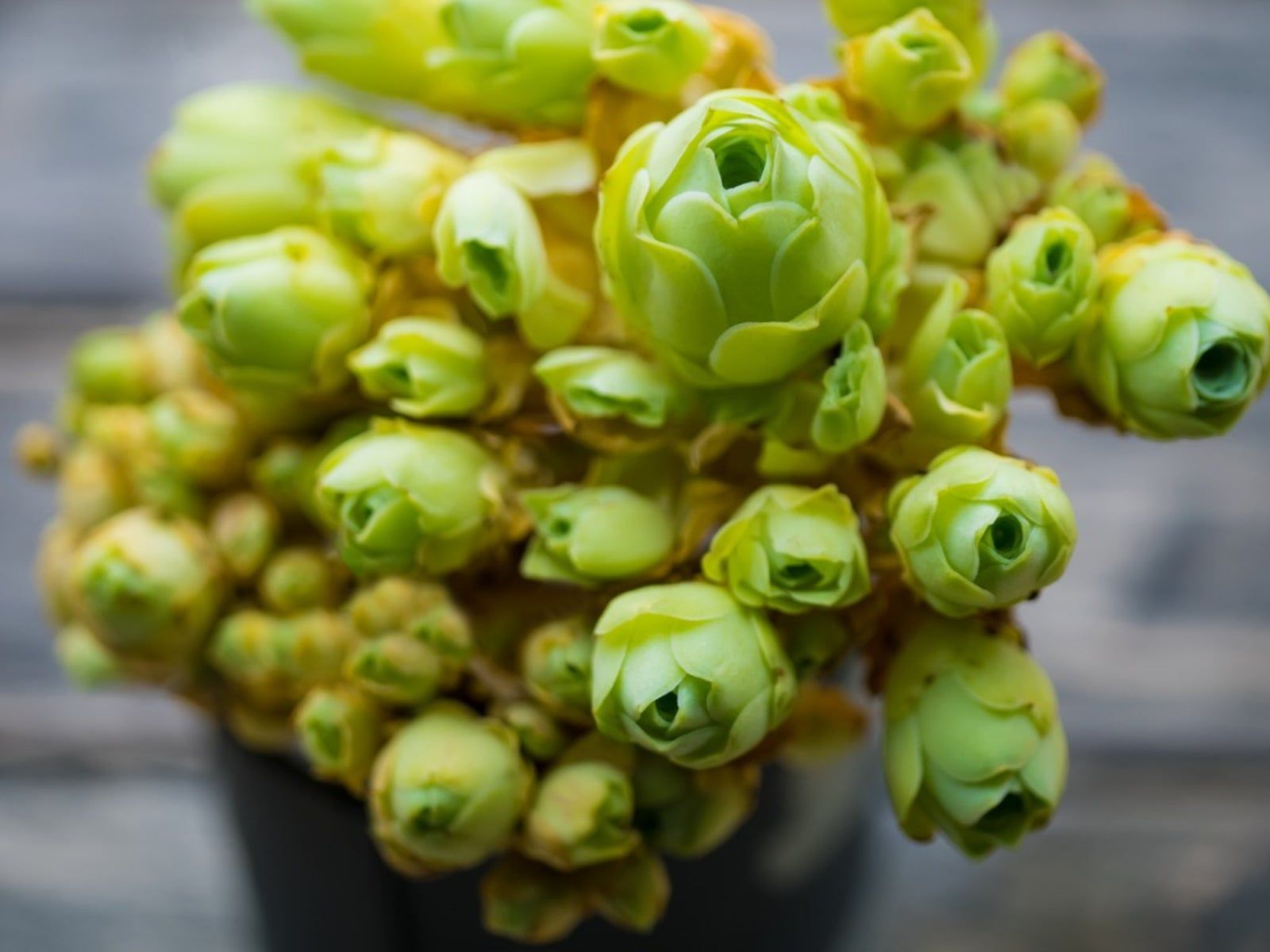 Caring For Greenovia - Information And Tips For Growing Greenovia Succulent  | Gardening Know How
