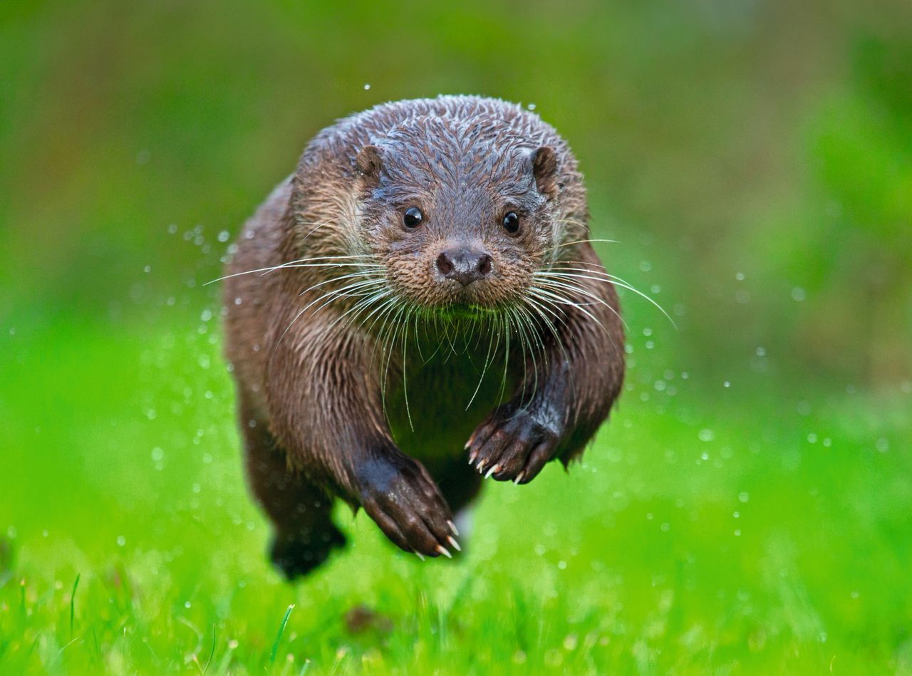 Ernest and bewhiskered, an otter is as appealing on land as it is deadly in water.