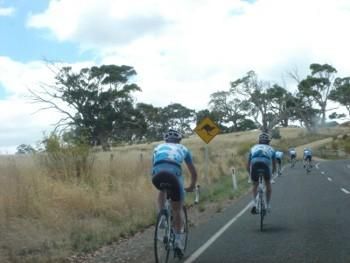 Team Milram's riders are warned to watch out for kangaroos as they prepare for the Tour Down Under