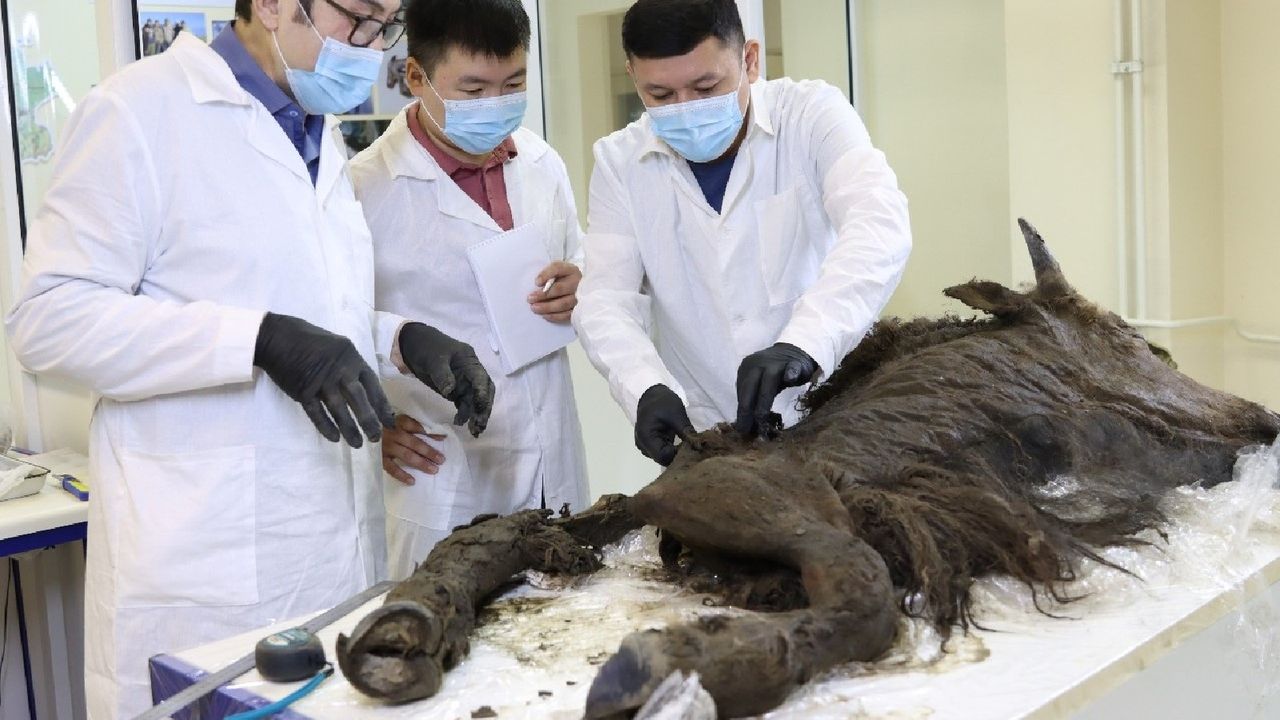 Researchers stand around the bison.