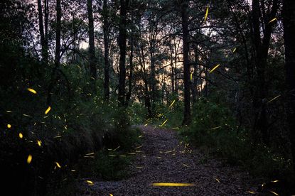Firefly sanctuary in Mexico