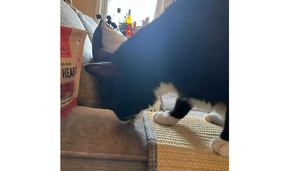 Alisa's cat eating the Vital Essential Freeze-Dried Chicken Heart treats off the sofa, one of the best cat treats