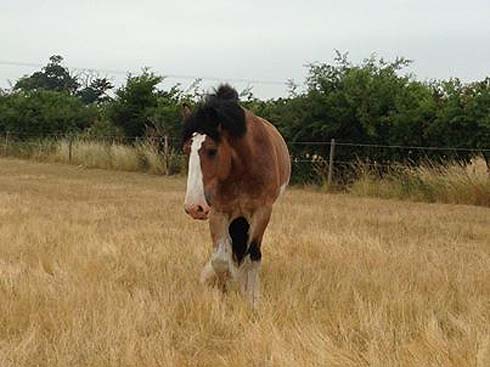 Hovis in his summer field