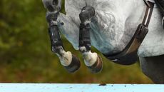 EVENTING HORSE LEGS Ben Way riding PERKEL in Int Section O during the Wellington Horse Trials in Highfield Park near Hook in Hampshire in the UK on 27th August 2018