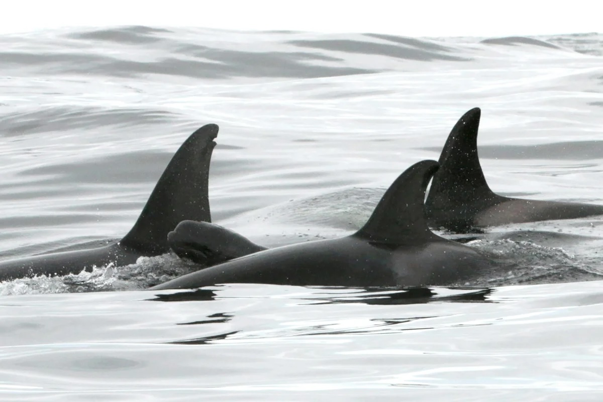 a small pilot whale swims in between three killer whales