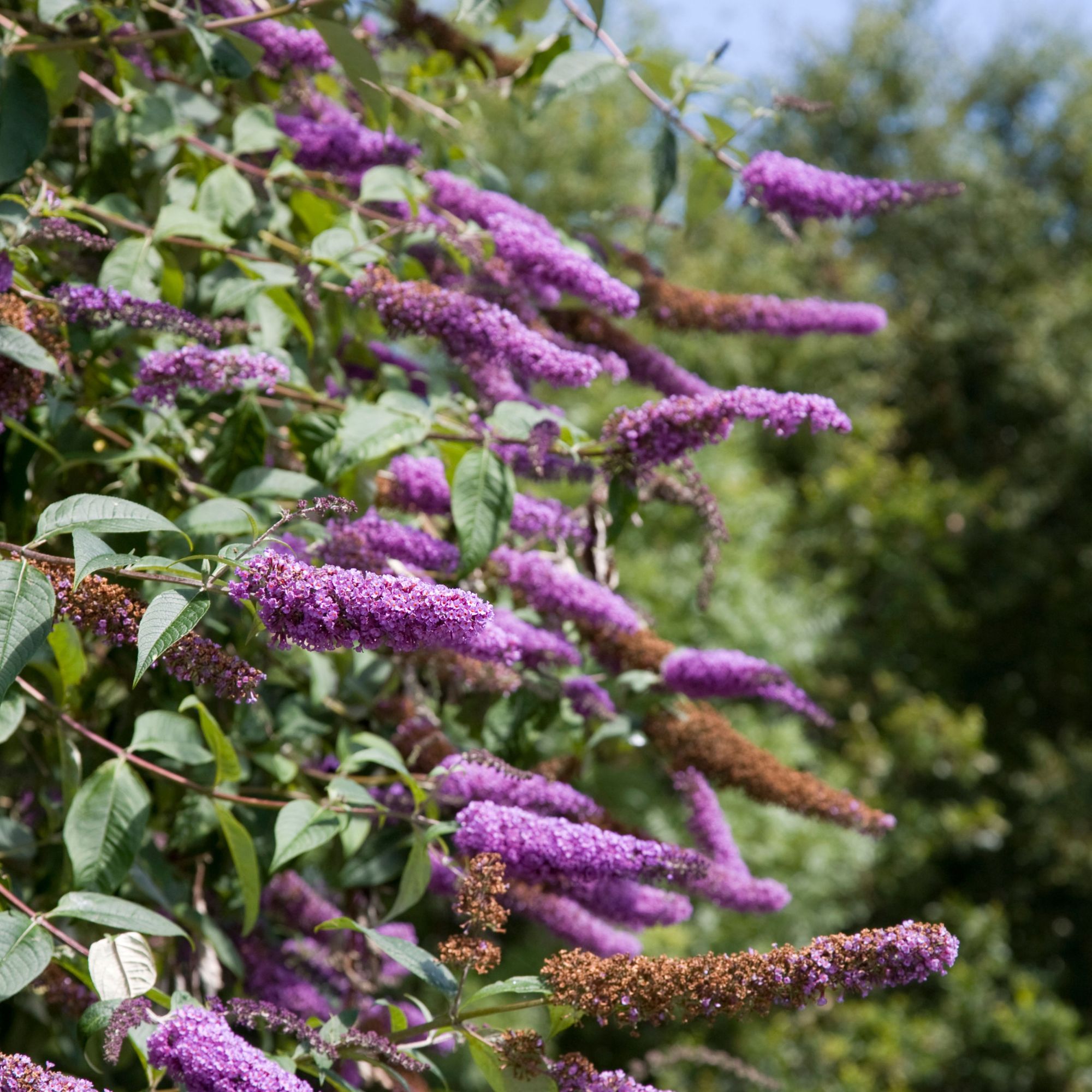 buddleja plants in autumn