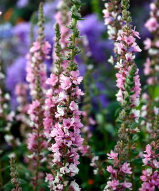 Candles of gentle-pink flowers of Lythrum salicaria ‘Blush’
