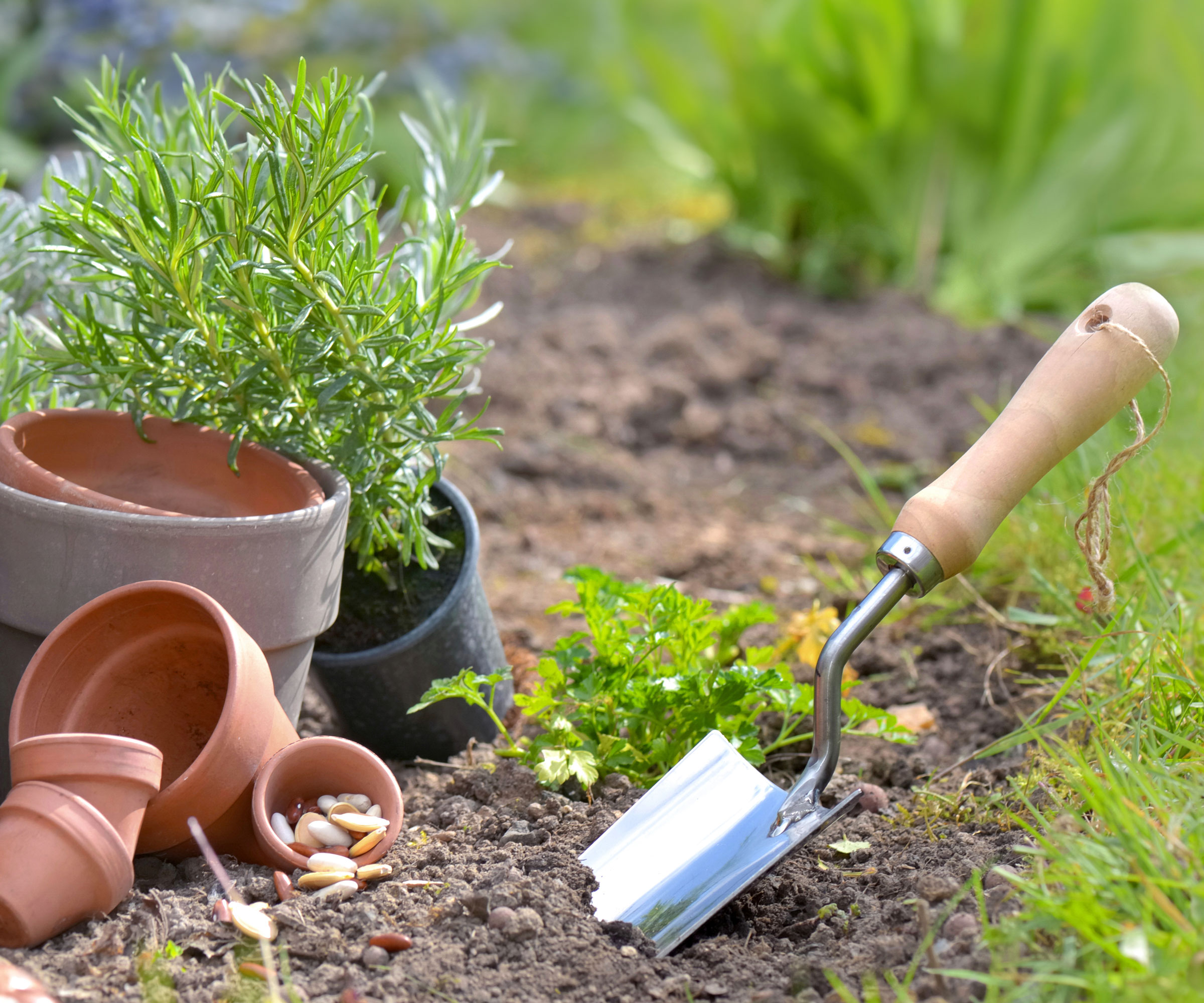 trowel and pots and plants with garden soil