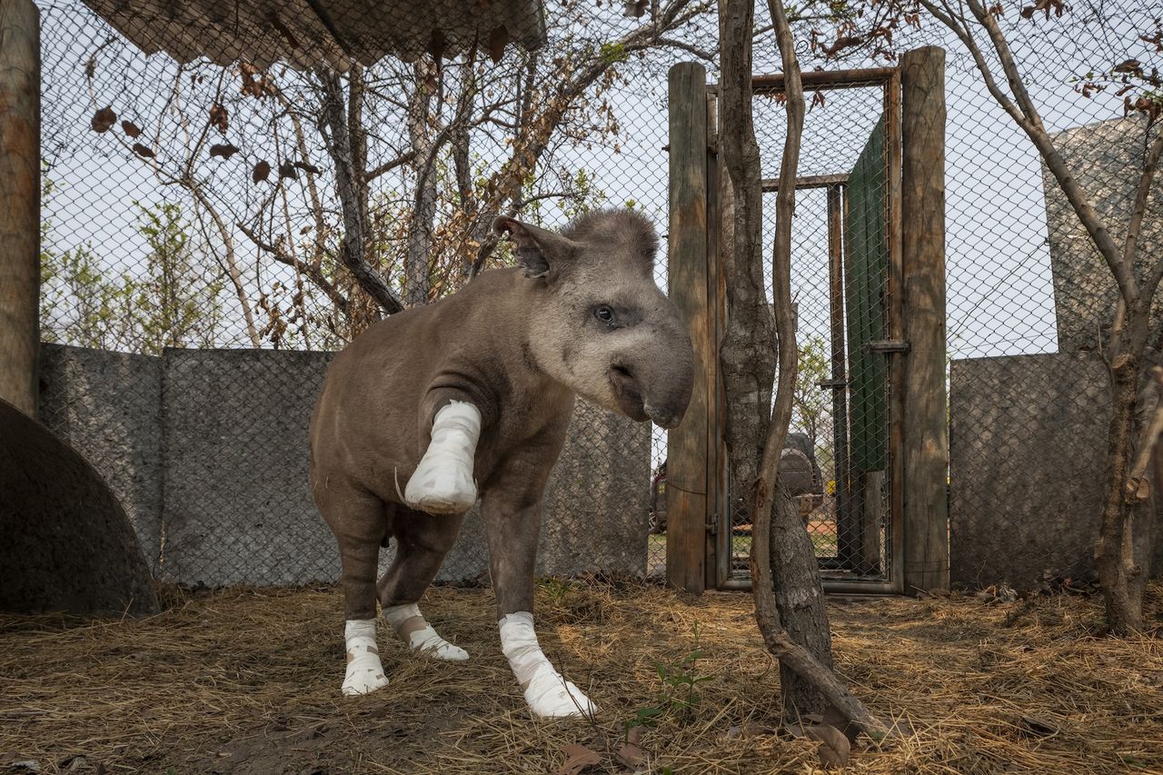 a tapir with bandaged feet plays in its enclosure